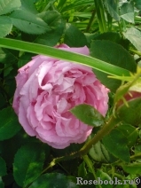 Constance Spry Constance Spry