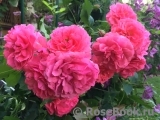 Rosarium Uetersen Rosarium Uetersen