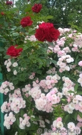 Heavenly Pink Heavenly Pink