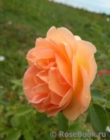 Lady of Shalott Lady of Shalott