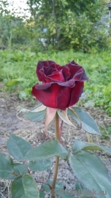Black Baccara Black Baccara