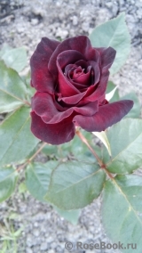 Black Baccara Black Baccara
