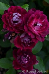 Burgundy Ice Burgundy Ice