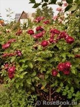 Burgundy Ice Burgundy Ice