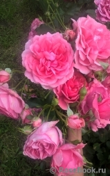 Rosarium Uetersen Rosarium Uetersen