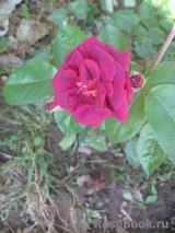 Katie's Rose Katie's Rose