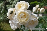 Uetersener Klosterrose Uetersener Klosterrose