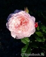 Constance Constance
