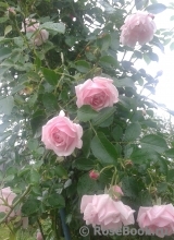 Chaplin's Pink Chaplin's Pink