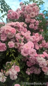 Chaplin's Pink Chaplin's Pink