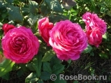 Johann Wolfgang von Goethe Rose® Johann Wolfgang von Goethe Rose®