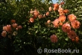 Westerland Westerland