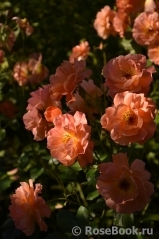 Westerland Westerland