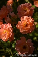 Westerland Westerland