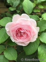 Olivia Rose Austin Olivia Rose Austin