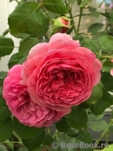 Princess Alexandra of Kent Princess Alexandra of Kent