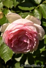 Pierre de Ronsard Pierre de Ronsard