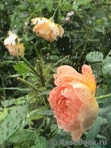 Lady of Shalott Lady of Shalott