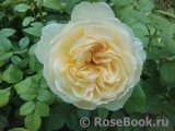 Crocus Rose® Crocus Rose®