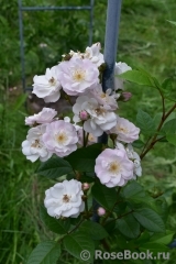 Perennial Blush Perennial Blush