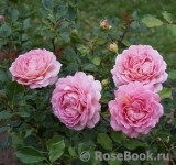 Jubilee Celebration® Jubilee Celebration®