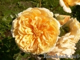 Crown Princess Margareta® Crown Princess Margareta®
