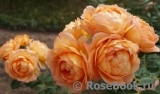 Lady of Shalott Lady of Shalott