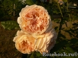 Crown Princess Margareta® Crown Princess Margareta®