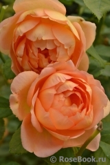Lady of Shalott Lady of Shalott