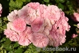 Uetersens Rosenprinzessin ® Uetersens Rosenprinzessin ®