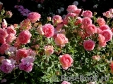 Jubilee Celebration® Jubilee Celebration®