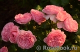 Katarina Frayla Katarina Frayla