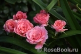 Tickled Pink Tickled Pink