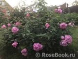Mary Rose