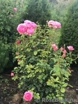 Princess Alexandra of Kent Princess Alexandra of Kent