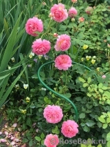 Jubilee Celebration®