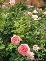 Abraham Darby