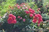 Midsummer Midsummer
