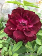 Burgundy Ice Burgundy Ice
