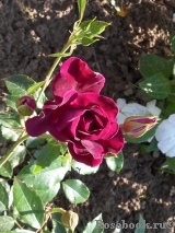 Burgundy Ice Burgundy Ice