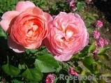 Boscobel Boscobel