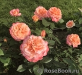 Augusta Luise Augusta Luise