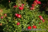 Decor Arlequin Decor Arlequin
