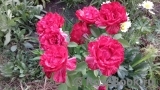 Red Intuition Red Intuition