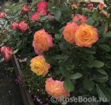 Gartenspass ® Gartenspass ®