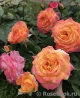Gartenspass ® Gartenspass ®