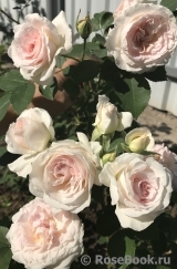 Morden Blush Morden Blush