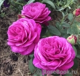 Heidi Klum Rose Heidi Klum Rose