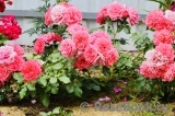Rosarium Uetersen Rosarium Uetersen