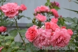 Rosarium Uetersen Rosarium Uetersen